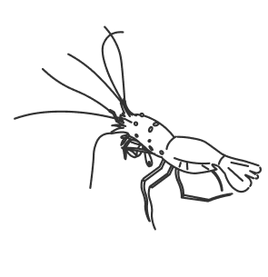 Shrimp illustration
